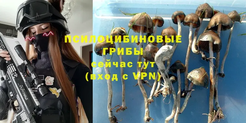 Галлюциногенные грибы Psilocybine cubensis  Энем 